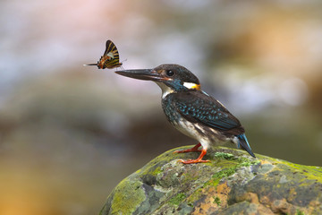 Little butterfly is on the mouth of the Blue-banded Kingfisher