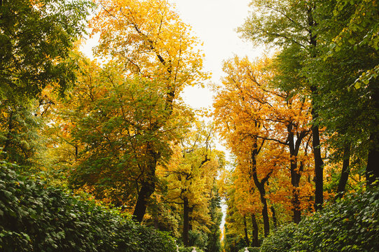 Trees changing color to yellow and orange