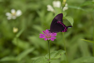 The Paris Peacock butterfly perching on Pink flower