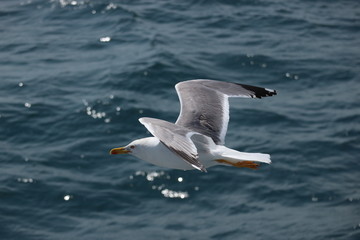 Seagull over the Mediterranean sea