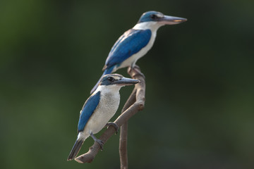 The beauty of the Blue Bird Collared kingfisher