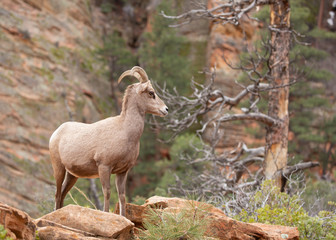 Naklejka na ściany i meble Desert big horned sheep standing on the left and looking towards the right in canyon country of Zion National park with red rock sandstone cliffs and ponderosa pine in the background.