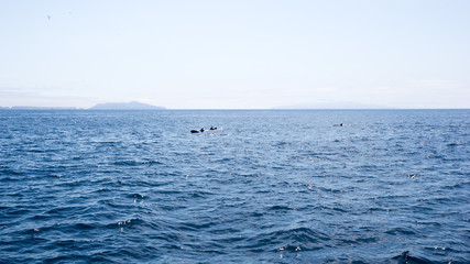Playful dolphins swimming in  ocean waters near Channel Islands, Southern California