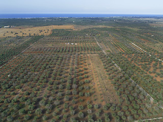 Ripresa aerea su oliveto
