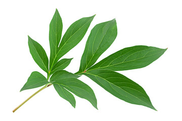 Peony leaf closeup on white