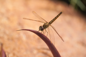 The Globe Skimmer dragonfly or Pantala Flavescens perching on a leaf in Sri Lanka