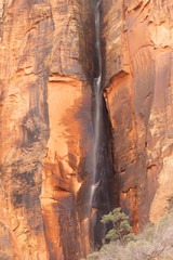 A temporary waterfall cascading down the face or the red and black sandstone cliffs of Zion National park after a rainstorm.  A single tree rises above the desert bushes at the base of the cliff.