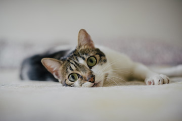 Cute cat on a yellow blanket in a lazy sunday