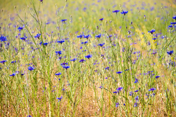blue cornflowers on a green meadow