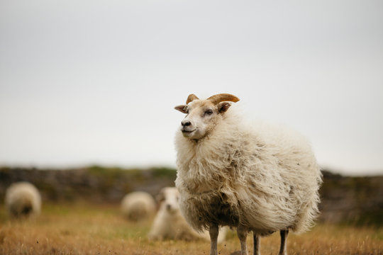 Icelandic sheep in Iceland