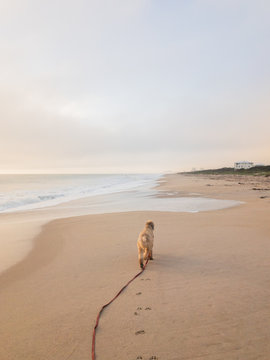 Dog on a longe line on the beach in Florida