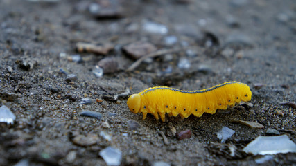 yellow caterpillar