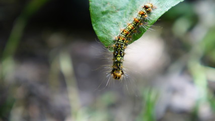 caterpillar