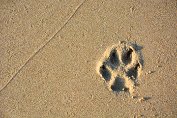 dog single paw print on beach sand, copy space