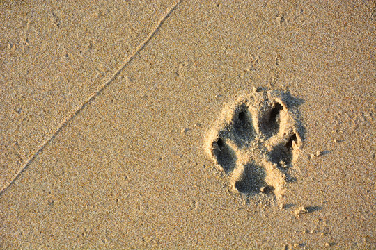 Dog Single Paw Print On Beach Sand, Copy Space