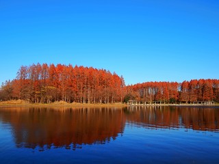 autumn lake mizumoto-kouen tokyo japan