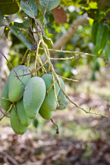 Mango tree fruit nature 