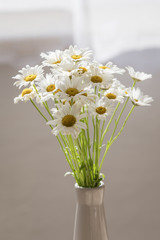 Blossoming daisies in a vase in the interior.