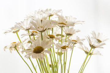 Blossoming daisies in a vase in the interior.