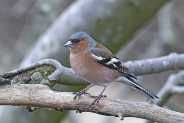 Common chaffinch (Fringilla coelebs)