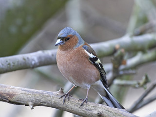 Common chaffinch (Fringilla coelebs)