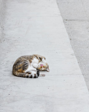 Calico cat laying on her back with tongue out on concrete pavement