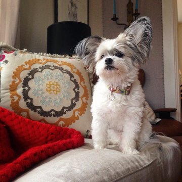 Cute Dog