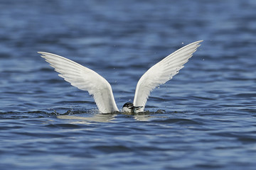 Sandwich tern (Thalasseus sandvicensis)