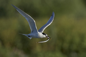Sandwich tern (Thalasseus sandvicensis)
