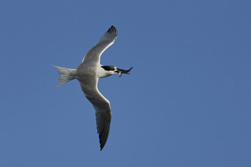 Sandwich tern (Thalasseus sandvicensis)