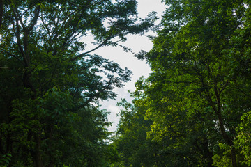 Fototapeta premium sky view with the trees hanging around