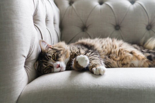 cat snoozing on sofa
