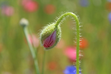 ポピーの蕾