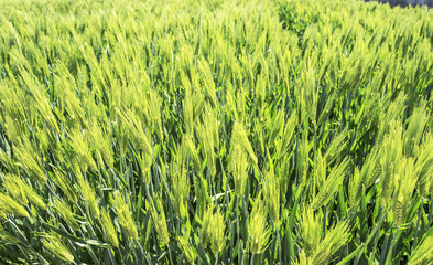 Rice field in spring