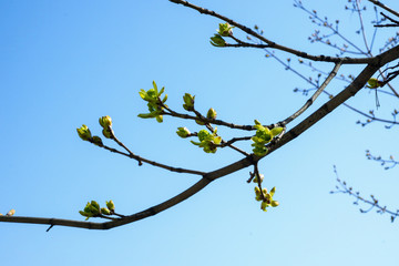 spring buds