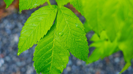 Green leaves natural background wallpaper, leaf texture, green leaves wall background