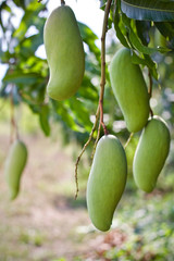 Mango tree fruit nature 