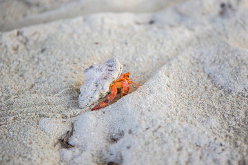 Hermit in the sand