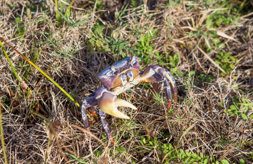crab life