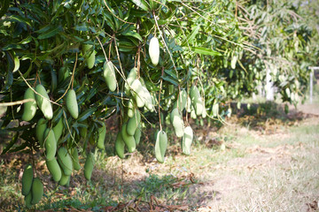 Mango tree fruit nature 