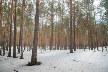 Bright sunny pine forest in the snow