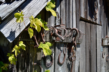 barn with vine growing on it