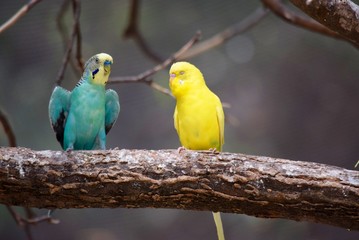 Parakeets