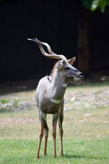 Gazelle