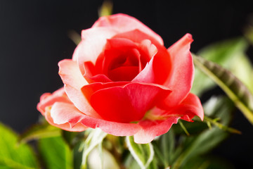 Pink rose over black background
