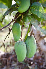 Mango tree fruit nature 