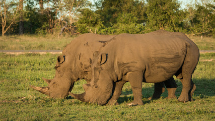 Fototapeta premium Two mature White Rhinos grazing in open savanah.
