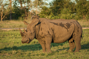 Obraz premium Portrait of a large White Rhino in a open meadow.
