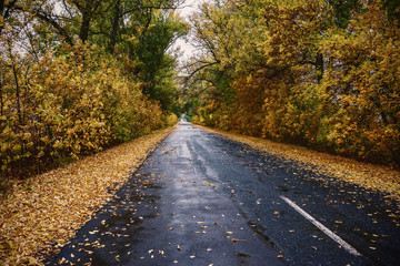 Obraz premium Vintage landscape with autumn road