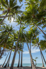 Obraz premium Palm trees on the beach of Palm Cove in Australia